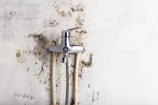Best Same-Day Mold Removal  in Keowee Key, SC