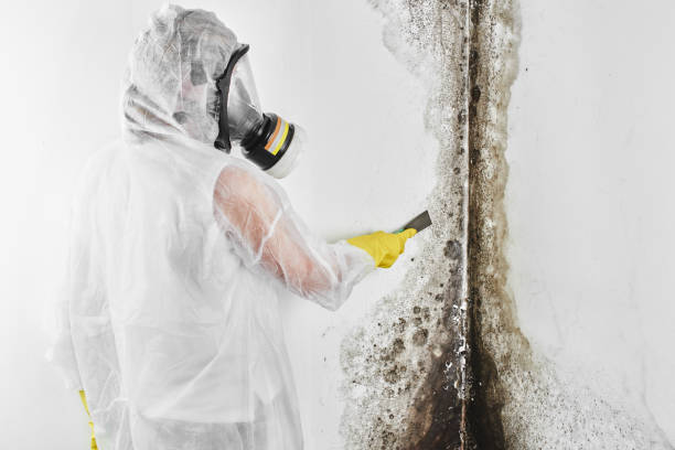 Best Local Mold Removal Service  in Keowee Key, SC