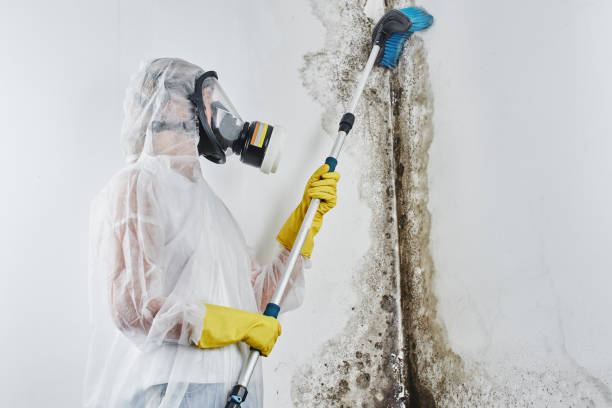 Best Attic Mold Removal  in Keowee Key, SC