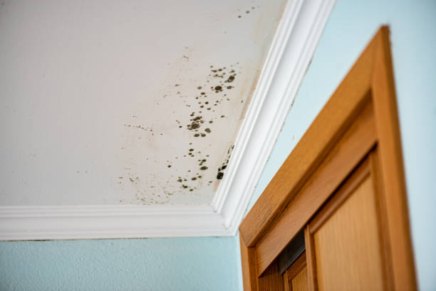 Best Crawl Space Mold Removal  in Keowee Key, SC