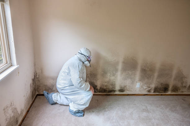 Best Toxic Mold Removal  in Keowee Key, SC